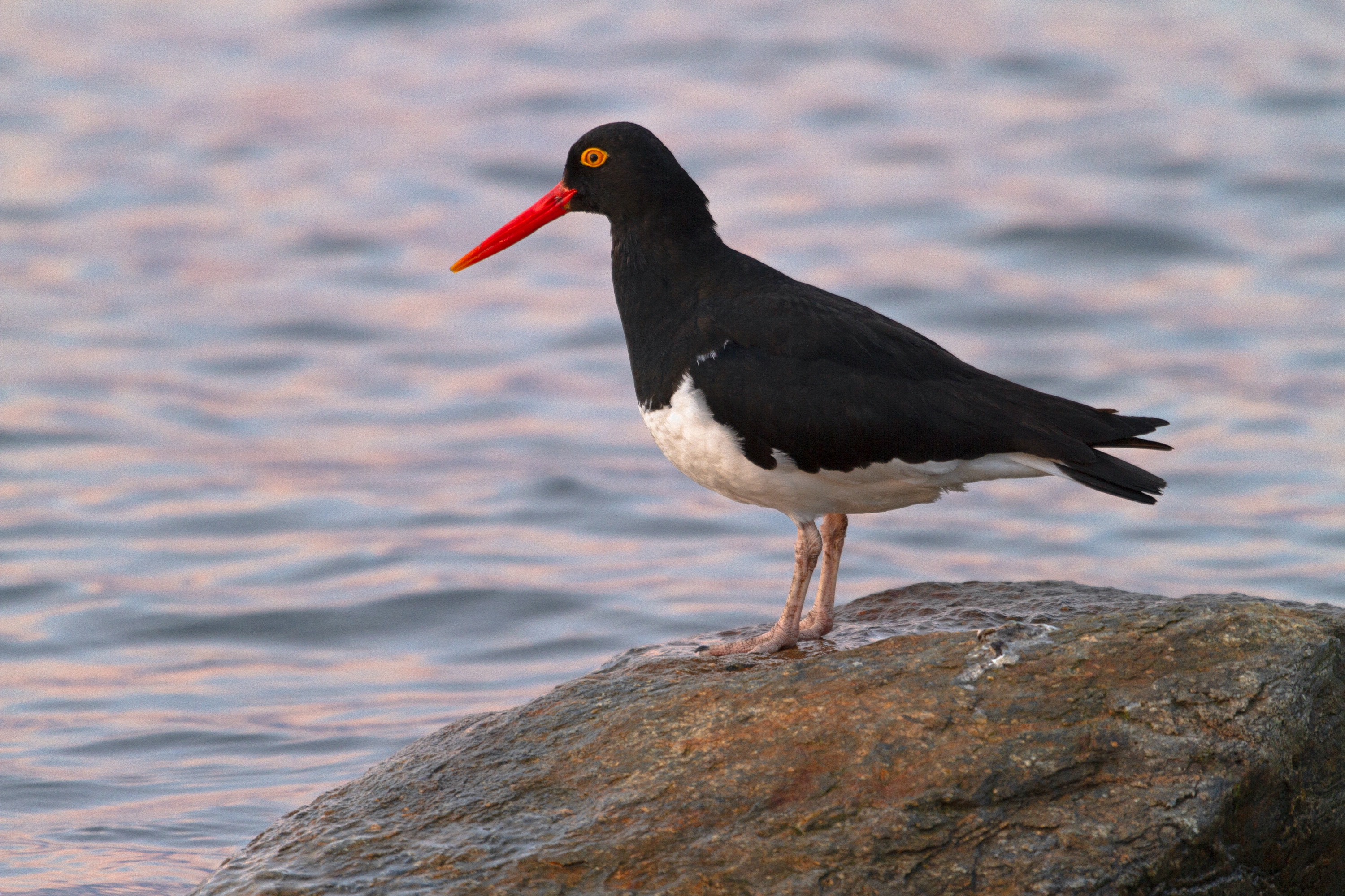 Magellan Austernfischer