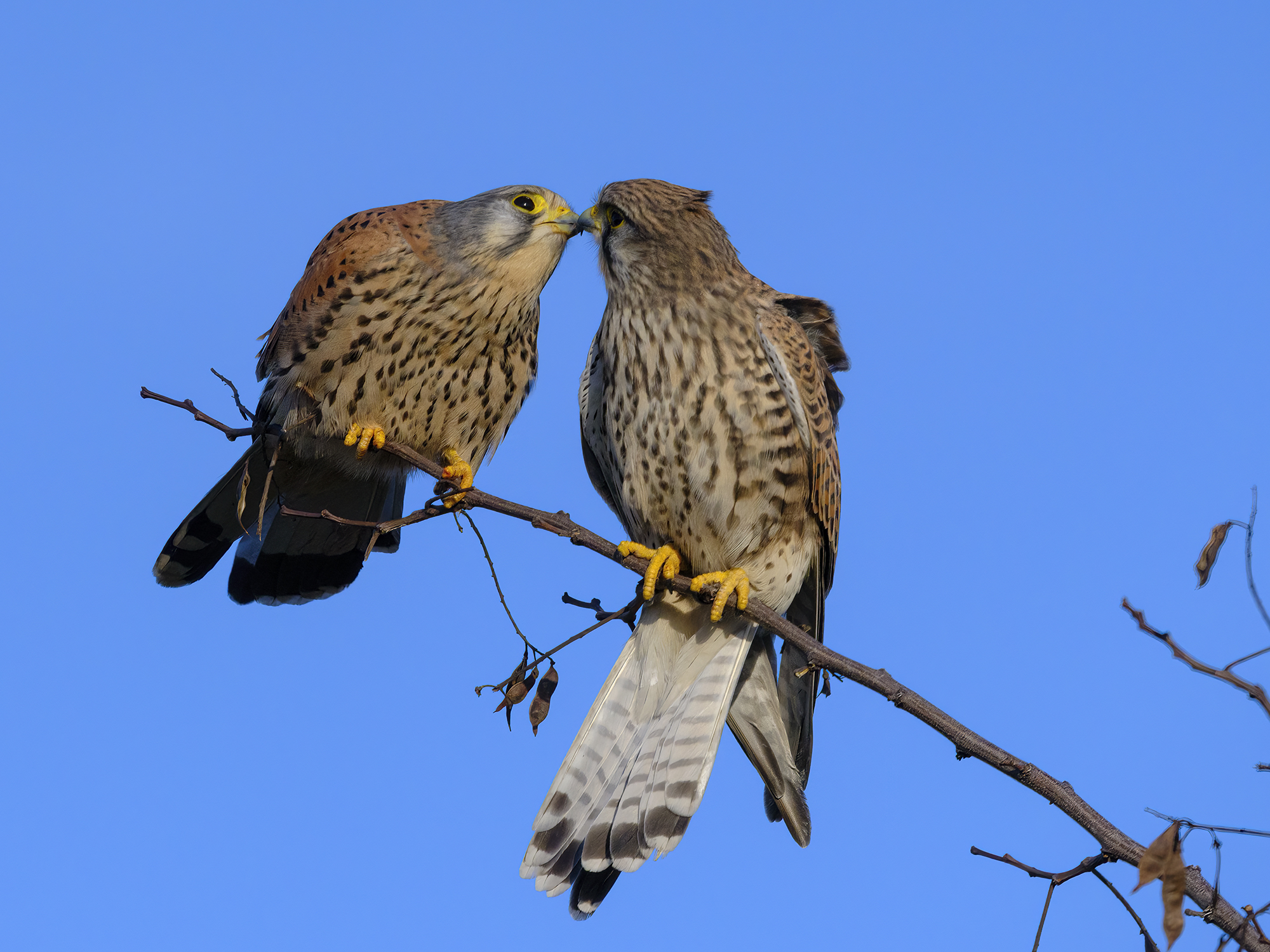 Ja ist den schon Frühling?