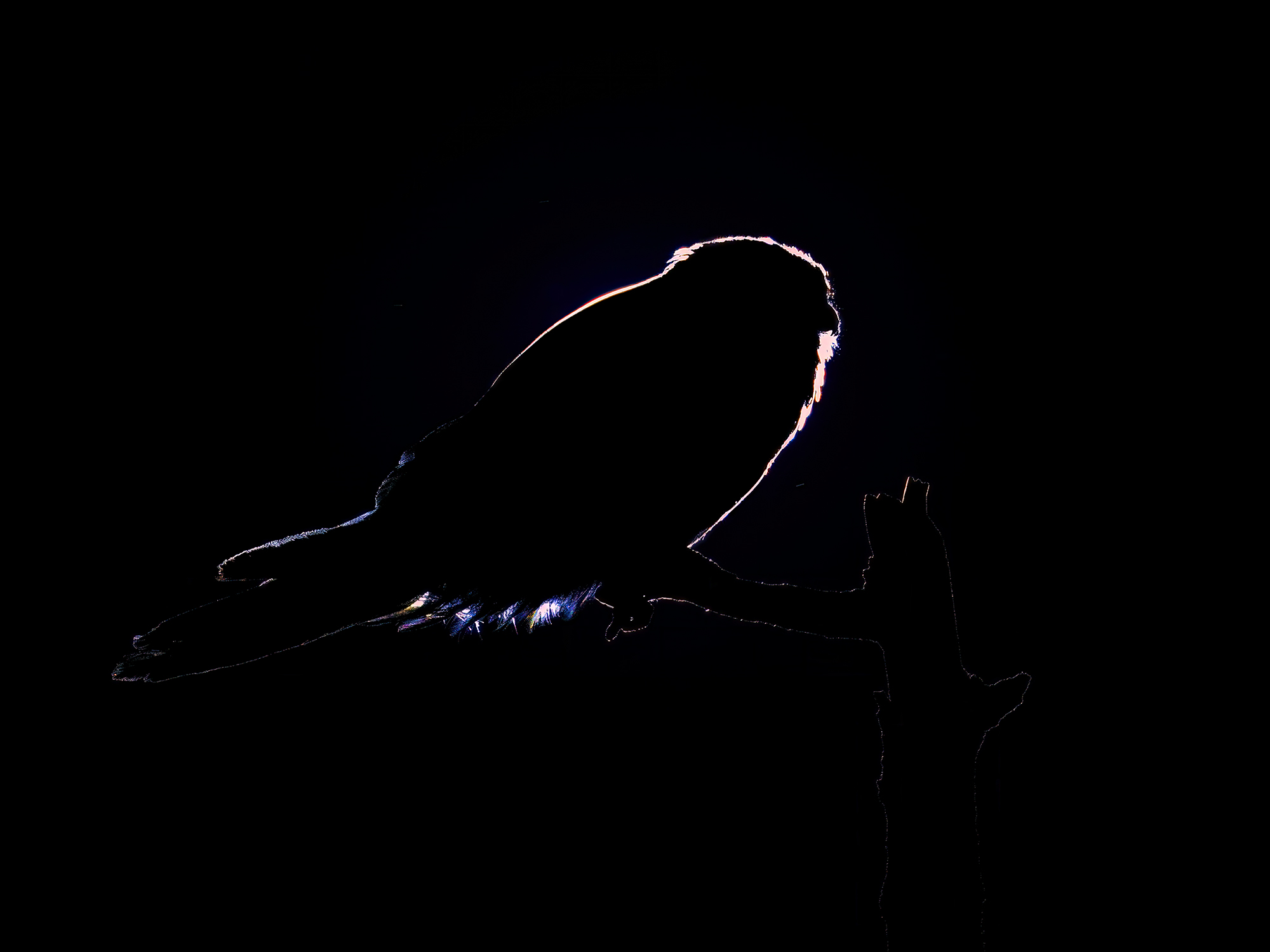 Turmfalke verdeckt die Sonne